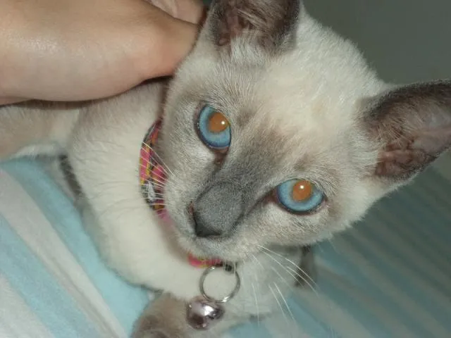 Gato ra a SRD idade 2 a 6 meses nome Céu
