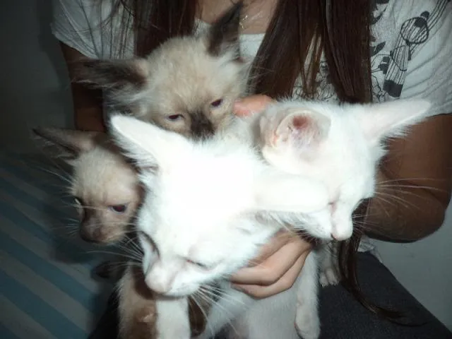 Gato ra a SRD idade Abaixo de 2 meses nome GATINHOS