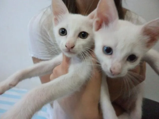 Gato ra a  idade Abaixo de 2 meses nome gatinhos