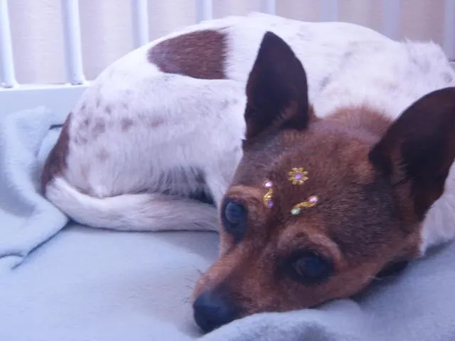 Cachorro ra a Fox Paulistinha idade 6 ou mais anos nome Matilde