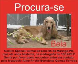 Cachorro raça Cocker idade 6 ou mais anos nome Bela GRATIFICA