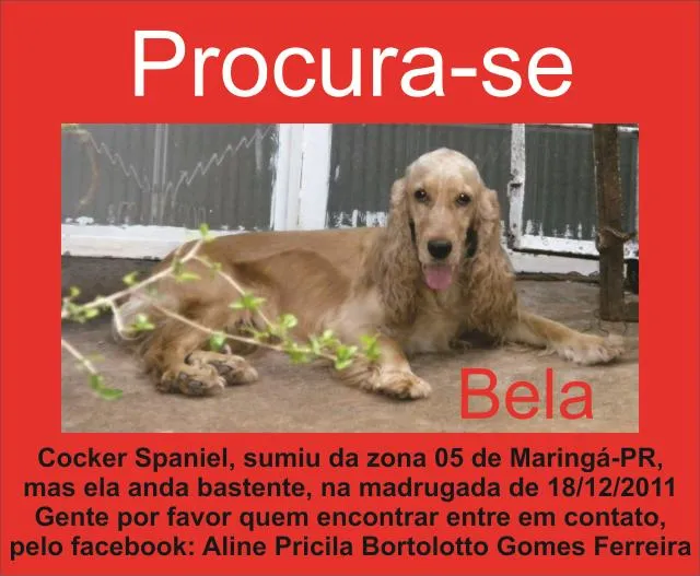 Cachorro ra a Cocker idade 6 ou mais anos nome Bela GRATIFICA
