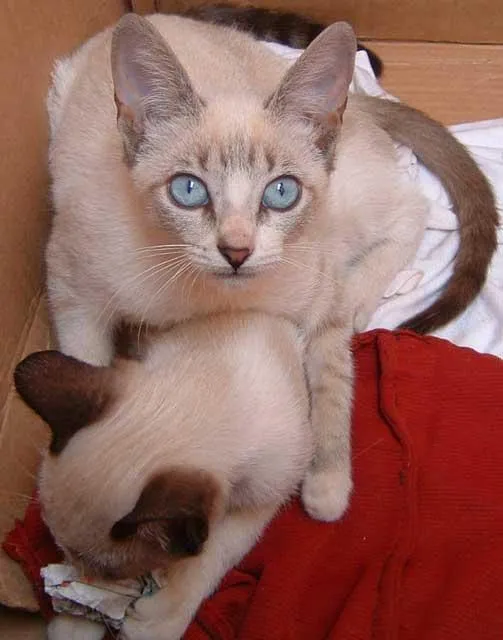 Gato ra a Siamesa idade  nome IRMÃOZINHOS