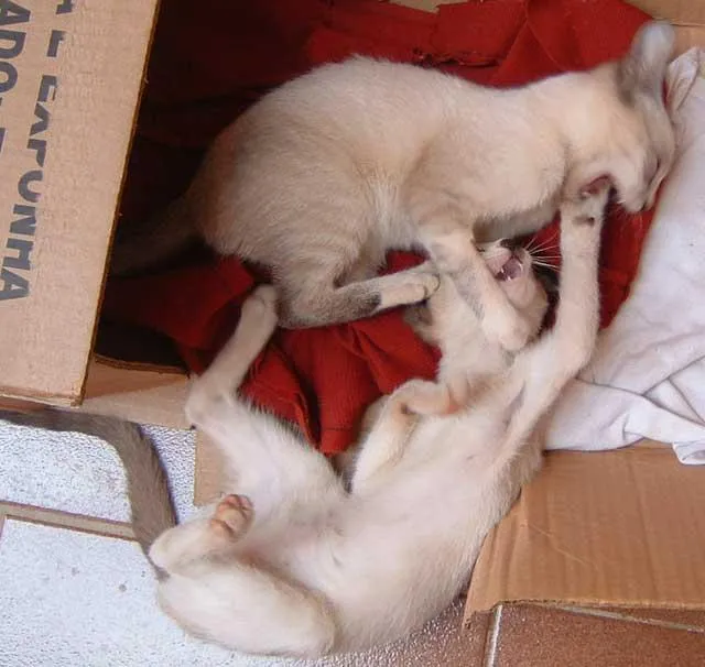Gato ra a Siamesa idade  nome IRMÃOZINHOS