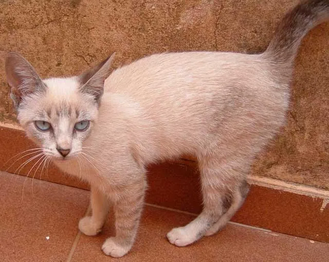 Gato ra a Siamesa idade  nome IRMÃOZINHOS