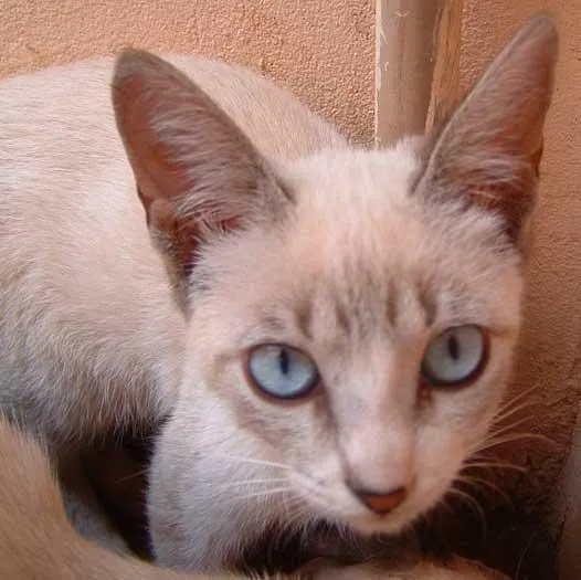 Gato ra a Siamesa idade  nome IRMÃOZINHOS