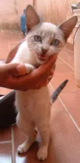 IRMÃOZINHOS