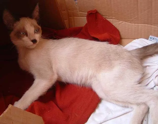 Gato ra a Siamesa idade  nome IRMÃOZINHOS
