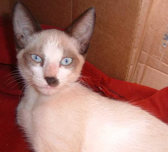 Gato ra a Siamesa idade  nome IRMÃOZINHOS