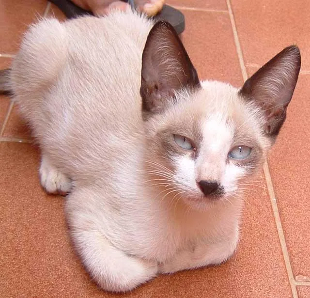 Gato ra a Siamesa idade  nome IRMÃOZINHOS