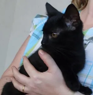Gato raça SRD idade  nome Lindo