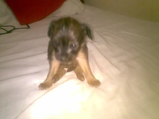 Cachorro ra a SRD idade  nome FILHOTES