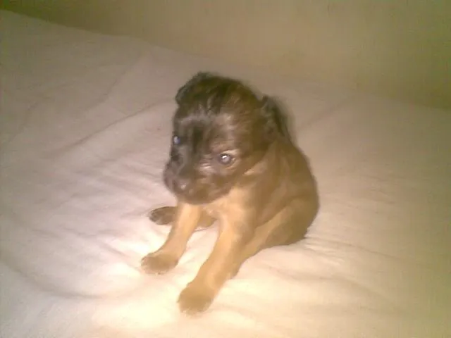 Cachorro ra a SRD idade  nome FILHOTES