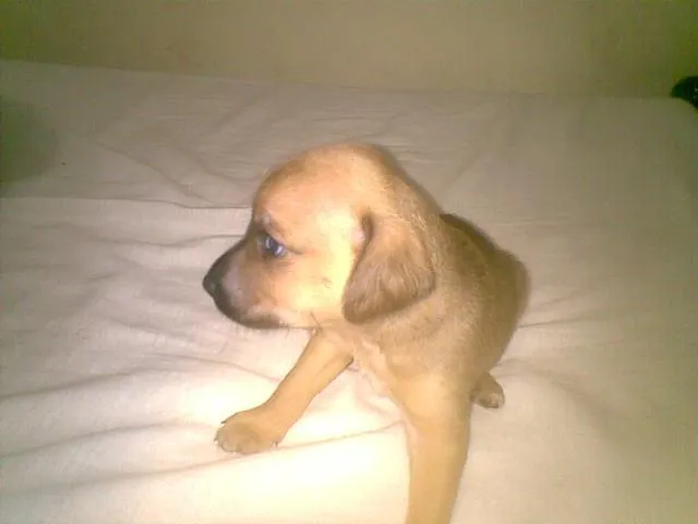 Cachorro ra a SRD idade  nome FILHOTES