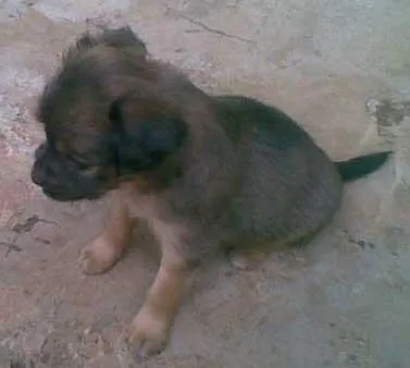 Cachorro ra a SRD idade  nome FILHOTES