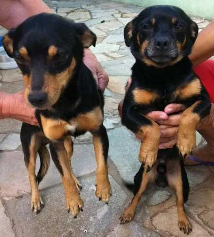 Cachorro ra a vira lata idade 2 anos nome sem nome