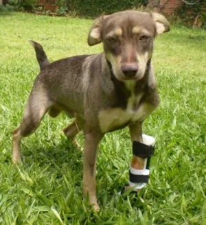 Cachorro raça SRD idade  nome EMANUEL