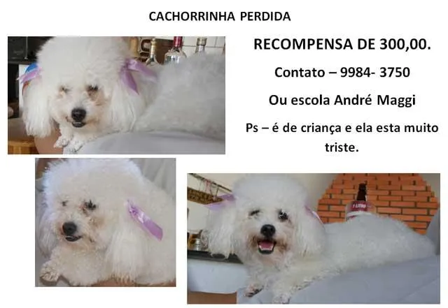 Cachorro ra a Poodle idade  nome Procura GRATIFICA