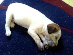 Cachorro raça SRD idade Abaixo de 2 meses nome Sem nome