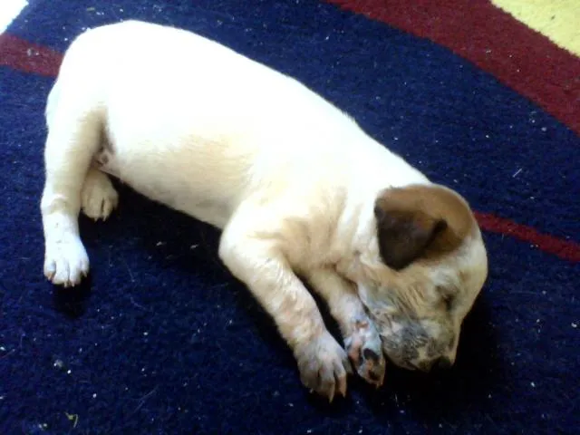Cachorro ra a SRD idade Abaixo de 2 meses nome Sem nome