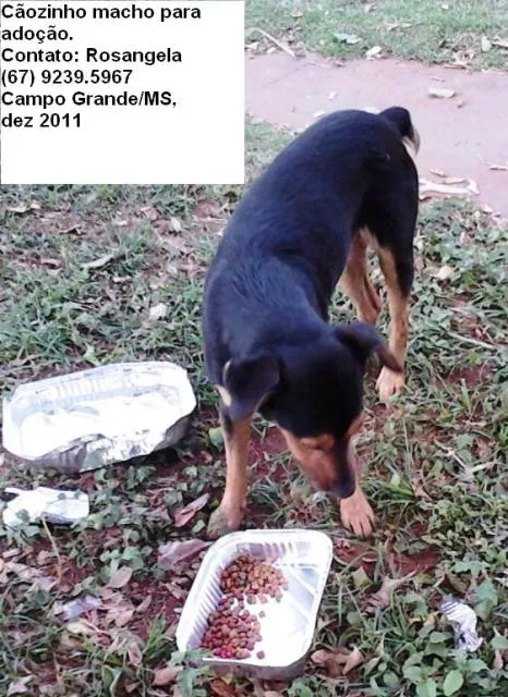 Cachorro ra a srd idade 5 anos nome Zezinho