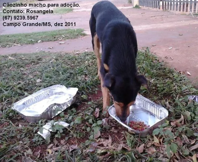 Cachorro ra a srd idade 5 anos nome Zezinho
