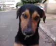 Zezinho