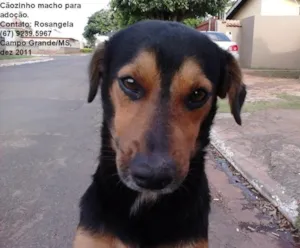 Cachorro raça srd idade 5 anos nome Zezinho