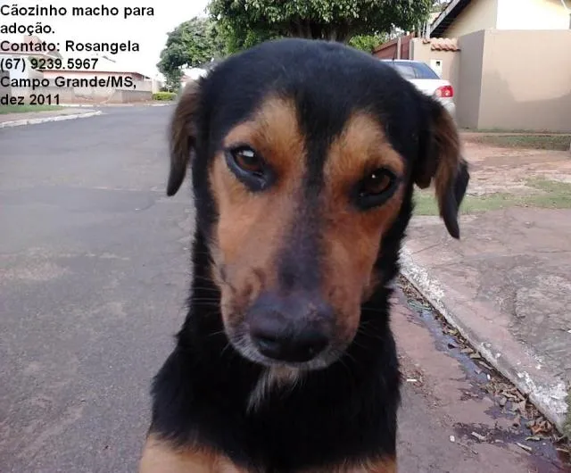 Cachorro ra a srd idade 5 anos nome Zezinho