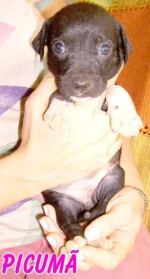 Cachorro raça SRD idade Abaixo de 2 meses nome PICUMÃ