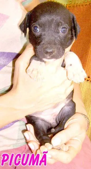 Cachorro ra a SRD idade Abaixo de 2 meses nome PICUMÃ