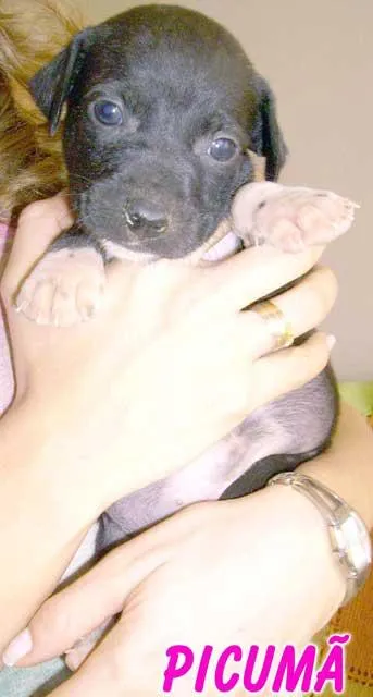 Cachorro ra a SRD idade Abaixo de 2 meses nome PICUMÃ
