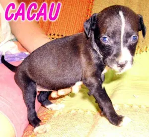 Cachorro raça SRD idade Abaixo de 2 meses nome CACAU
