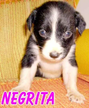 Cachorro raça SRD idade Abaixo de 2 meses nome NEGRITA