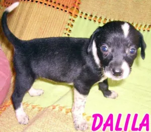 Cachorro raça SRD idade Abaixo de 2 meses nome DALILA
