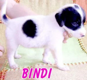 Cachorro raça SRD idade Abaixo de 2 meses nome BINDI