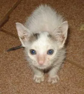 Gato ra a SRD idade Abaixo de 2 meses nome FOFINHOS