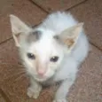 FOFINHOS