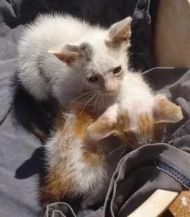 Gato ra a SRD idade Abaixo de 2 meses nome FOFINHOS