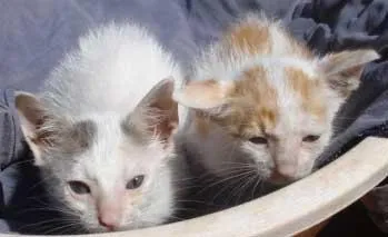 Gato ra a SRD idade Abaixo de 2 meses nome FOFINHOS