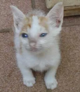 Gato ra a SRD idade Abaixo de 2 meses nome FOFINHOS