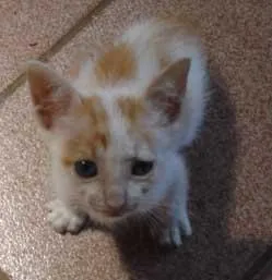 Gato ra a SRD idade Abaixo de 2 meses nome FOFINHOS