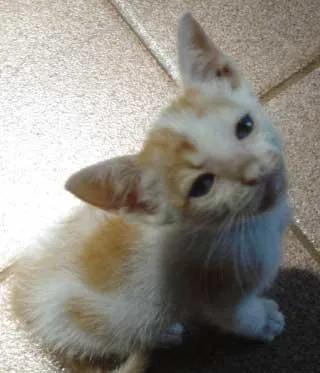 Gato ra a SRD idade Abaixo de 2 meses nome FOFINHOS