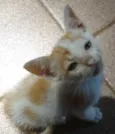 FOFINHOS