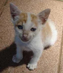 Gato ra a SRD idade Abaixo de 2 meses nome FOFINHOS