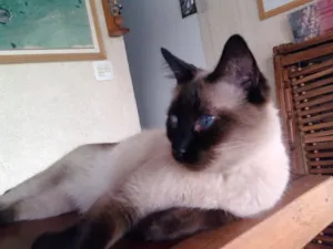 Gato raça Siamês idade 6 ou mais anos nome Bacana GRATIFICA