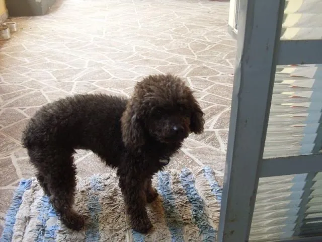 Cachorro ra a POODLE idade 6 ou mais anos nome PROCURA-SE POODLE P