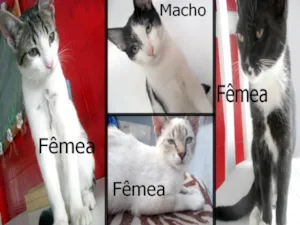 Gato raça RND idade 2 a 6 meses nome Vários