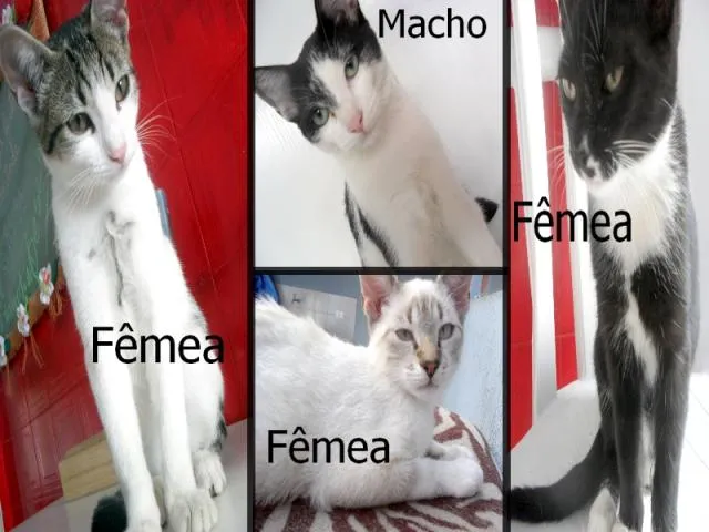Gato ra a RND idade 2 a 6 meses nome Vários