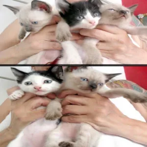 Gato raça RND idade 2 a 6 meses nome Vários
